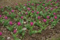 Deep pink flowers of tulips in April Royalty Free Stock Photo