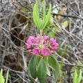 Sheep Laurel