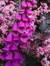 Deep pink foxglove flower in full bloom, surrounded by sambucus nigra, black elder plant with dark leaves and light pink flowers. Royalty Free Stock Photo