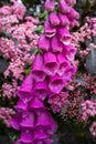 Deep pink foxglove flower in full bloom, surrounded by sambucus nigra, black elder with dark coloured leaves and pink flowers. Royalty Free Stock Photo