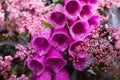 Deep pink foxglove flower in full bloom, surrounded by sambucus nigra, black elder with dark coloured leaves and pink flowers. Royalty Free Stock Photo