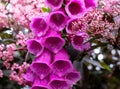 Deep pink foxglove flower in full bloom, surrounded by sambucus nigra, black elder plant with dark leaves and light pink flowers. Royalty Free Stock Photo