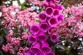 Deep pink foxglove flower in full bloom, surrounded by sambucus nigra, black elder plant with dark leaves and light pink flowers. Royalty Free Stock Photo