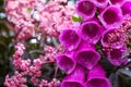 Deep pink foxglove flower in full bloom, surrounded by sambucus nigra, black elder plant with dark leaves and light pink flowers. Royalty Free Stock Photo