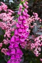 Deep pink foxglove flower in full bloom, surrounded by sambucus nigra, black elder plant with dark leaves and light pink flowers. Royalty Free Stock Photo