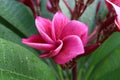 Deep pink frangipani flower blooming. Royalty Free Stock Photo