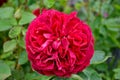 A deep pink garden rose. Royalty Free Stock Photo