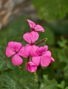 Deep pink geranium flowers closeup Royalty Free Stock Photo