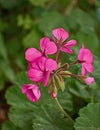 Deep pink geranium flowers closeup Royalty Free Stock Photo