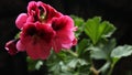 Deep pink geranium flowers on a dark background Royalty Free Stock Photo