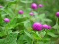 Pink Flowers With Green Nature Background Royalty Free Stock Photo