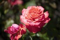 Deep pink Hybrid Tea Pride of Scotland rose