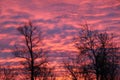 Shades of color at sunset with silhouette of trees