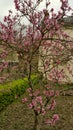 Deep pink peach blossom on garden tree