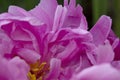 Deep Pink Petals of a Peony Flower Create an Abstract Pattern Of Complexity and Beauty