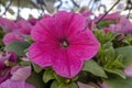 A Deep Pink Petunia flower plant of South American origin