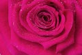 Deep pink Purple Power rose, close-up Royalty Free Stock Photo
