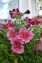 Deep pink-red flowers of petunia in balcony greening Royalty Free Stock Photo