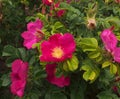 Deep Pink Rose Bush Royalty Free Stock Photo