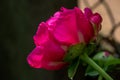 A deep pink rose in full bloom in a garden Royalty Free Stock Photo