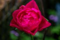 A deep pink rose in full bloom in a garden Royalty Free Stock Photo
