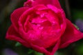 A deep pink rose in full bloom in a garden Royalty Free Stock Photo