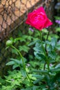 A deep pink rose in full bloom in a garden Royalty Free Stock Photo