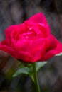 A deep pink rose in full bloom in a garden Royalty Free Stock Photo