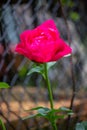 A deep pink rose in full bloom in a garden Royalty Free Stock Photo