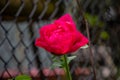 A deep pink rose in full bloom in a garden Royalty Free Stock Photo