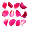 Deep pink rose petal`s set isolated on white background. Royalty Free Stock Photo
