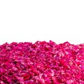 Deep pink rose petals as backgound or frame Royalty Free Stock Photo