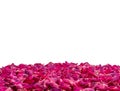 Deep pink rose petals as frame on side of photo Royalty Free Stock Photo