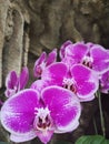 Deep pink spotted orchids with a purple center. Phalaenopsis or Moth dendrobium Orchid flowers. Royalty Free Stock Photo