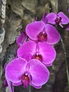 Deep pink spotted orchids with a purple center. Phalaenopsis or Moth dendrobium Orchid flowers. Royalty Free Stock Photo