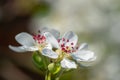 Deep pink stamens of pear blossom flower - copy space Royalty Free Stock Photo