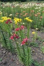 Deep pink, yellow, orange and white flowers of lilies Royalty Free Stock Photo