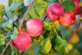 A Deep Pinkish-Red Color Ripe Apples on a Branch