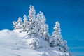 Deep Powder Snow covers Pine Trees high in the Santa Fe Mountains