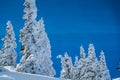 Deep Powder Snow covers Pine Trees high in the Santa Fe Mountains