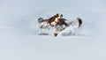 In deep powder snowdrift snowmobile rider make fast turn