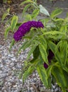 Deep Purple Buddleia