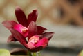 Deep Purple Cattleya Orchids