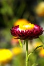 Deep Purple Colored Single Strawflower