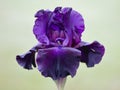 Deep Purple Colorful Bearded Iris Flower