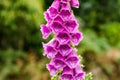 Foxglove Flower