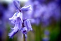Deep purple electric bright flowers spring field
