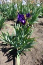 Deep purple flower of Iris germanica in spring Royalty Free Stock Photo