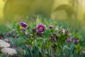 Deep purple flowers and buds hybrid hellebores Queens Double Dark Red blooms last from February until May Royalty Free Stock Photo