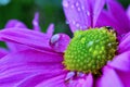 Macro photograph of purple gerbera flower with raindrop Royalty Free Stock Photo